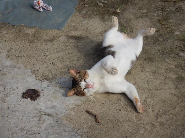 f:id:risoka17:20200408222608j:plain