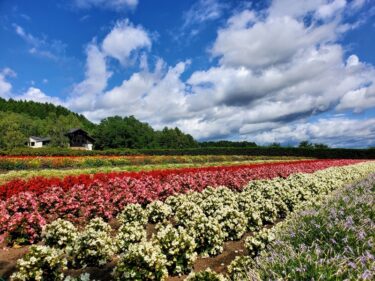 【2泊3日北海道家族旅行記】札幌・富良野・美瑛観光（レンタカー利用）レストランやショップも紹介